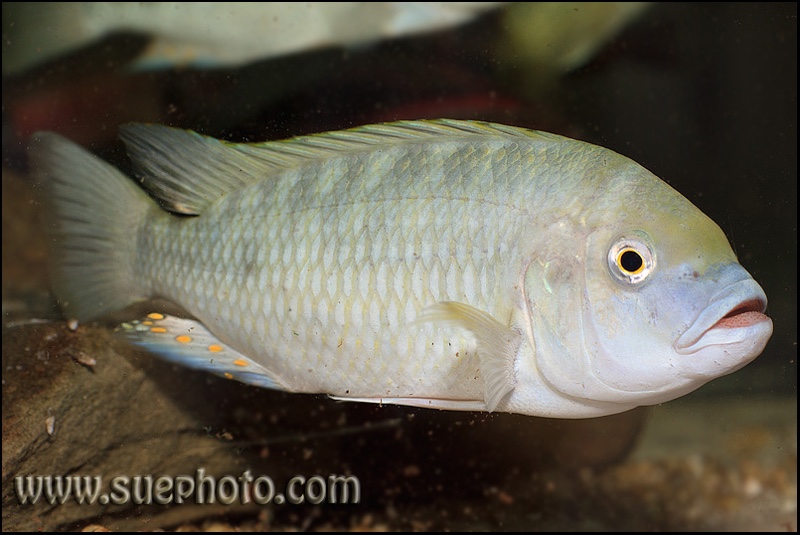 Petrochromis fasciolatus 'Katete'